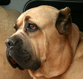 Tête d'un Cane Corso, un molosse d’origine italienne. (définition réelle 2 298 × 2 172*)