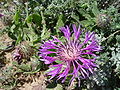 Trivialname (Centaurea sphaerocephalum)