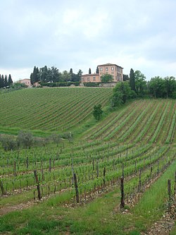 Colline, vigne e casali