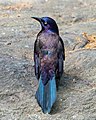 Image 47Common grackle showing off its iridescence in Central Park