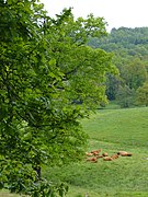 De natuurlijke weiden van Creuse.