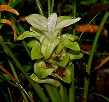 Curcuma longa