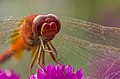 Image 65Numerous species of Dragonflies are native in Bangladesh. The pictured specimen was photographed at Baldha Garden, Dhaka. Photo Credit: Azim Khan Ronnie