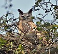 Dusky eagle-owl