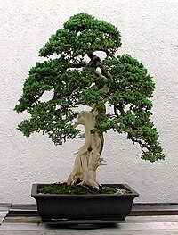 Fotografie de bonsai de ienupăr informal în stil vertical