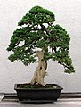 Image 38Informal upright style of bonsai on a juniper tree (from Tree)