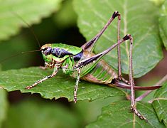 Eupholidoptera chabrieri (ovipositeur en forme de sabre)