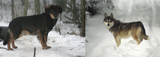 Photographs of two wolf-dog hybrids standing outdoors on snowy ground