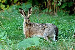 Iwrupa willa (Lepus europaeus)