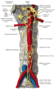 Portion abdominale de la chaîne sympathique, avec les plexus cœliaque et hypogastrique.