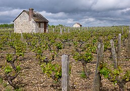 Maisons de vigne.