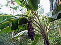 Image 40Tall herbaceous monocotyledonous plants such as banana lack secondary growth, but are trees under the broadest definition. (from Tree)