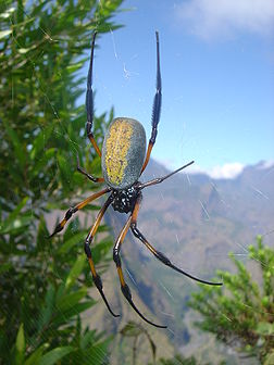 Une néphile dorée (Nephila inaurata) sur sa toile dans les Hauts de La Possession, à La Réunion. (définition réelle 1 944 × 2 592)