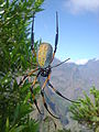 en:Nephila inaurata