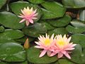 Nymphaea alba at Missouri Botanical Garden,Missouri, United States.