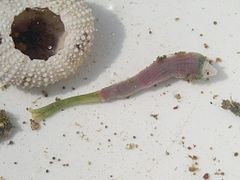 Ochetostoma erythrogrammon, un ver échiurien