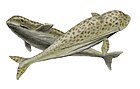Odobenocetops leptodon