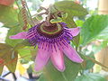 Passiflora picturata