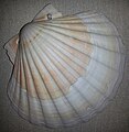 Jakobsmuschel (Pecten jacobaeus)