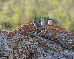 Trois sittelles aux épais traits loraux, sur un rocher.