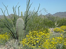 The desert in bloom