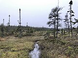 Moerasachtig boslandschap