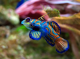 Poisson mandarin à l'aquarium-Muséum de Liège (Belgique) (définition réelle 3 098 × 2 294)