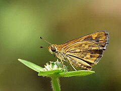 Taractrocera ceramas Tamil Grass Dart by Jkadavoor