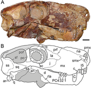 Crâne et anneau sclérotique du gorgonopsien Viatkogorgon.