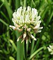 White clover close-up