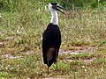 Woolly-necked Storks