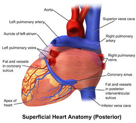 Posterior view of the heart