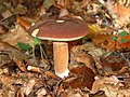 Brunstokket rørhat (Boletus badius).