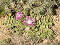 Trivialname (Centaurea nutallii)