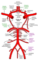 Diagrama circulației arteriale la baza creierului.