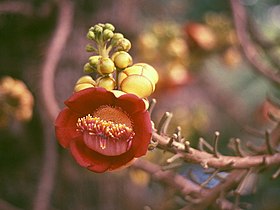 Couroupita guianensis no Palácio Real de Phnom Penh, no Camboja