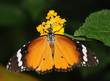 Danaus chrysippus