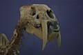 Лобања Smilodon populator-а