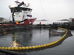 En rød brønnbåt bruker en svart kran til å holde en pumpe oppe, som går ned i en merd for å pumpe fisken opp. Gule blåser holder merdnoten flytende. Det ses øyer i bakgrunnen.