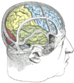 大脳と頭蓋骨の関係を描いた図。赤い所が後頭葉。