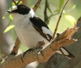 Baltakaklė margoji musinukė (Ficedula albicollis)