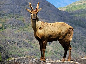 Chevreuil des Andes du Sud (Hippocamelus bisulcus).