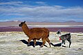 Un lama sus l'Altiplano (lo replanat)