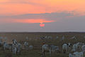 Cattle in Hato El Cedral, Apure State