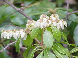 Pieris japonica