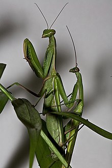 Paarituvad palvetajad (Mantis religiosa)