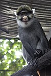 Cercopithecus sclateri