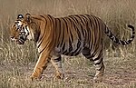 Tigre du Bengale (Panthera tigris tigris).