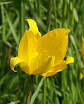 La arbara tulipo (Tulipa sylvestris), floro.