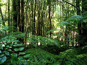 Parque Oncol, Provincia de Valdivia, Chile